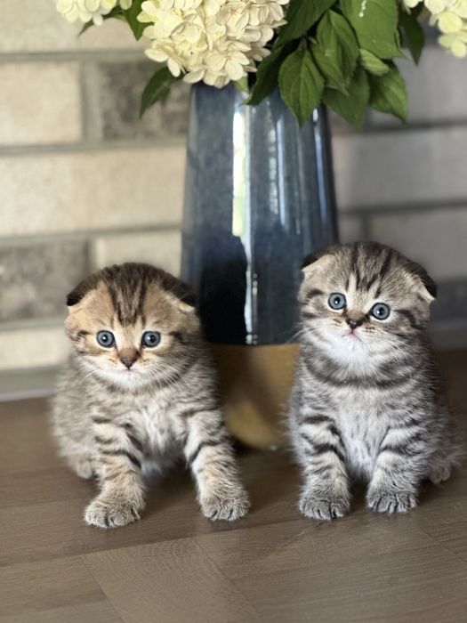 Вислоухие Шотландские котята