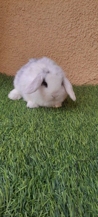 Karlik baran quyonchalar