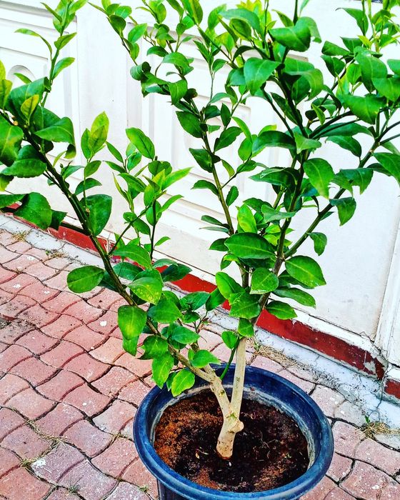 Продам деревья Лимона