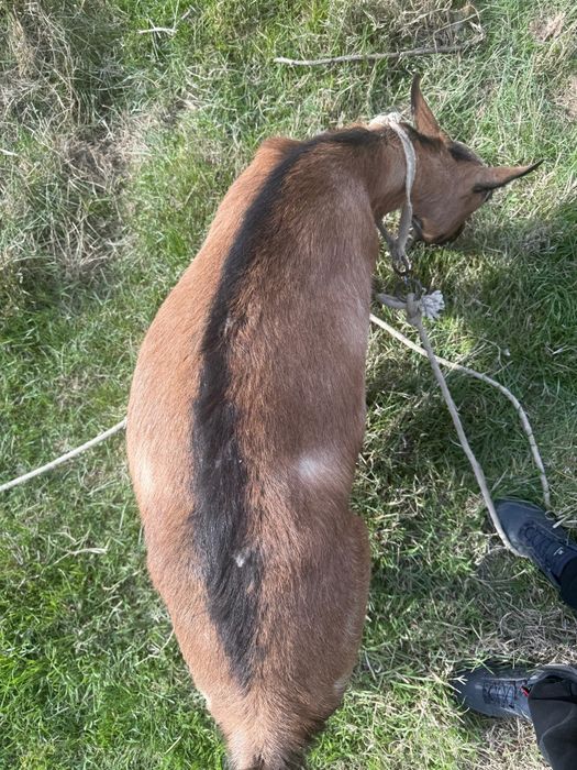 Ешкі сатылады. Француз Альпи парода