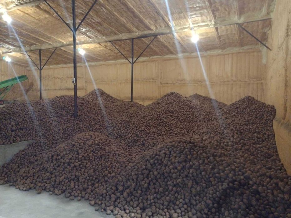 Vand cartofi de consum,samanta si animale