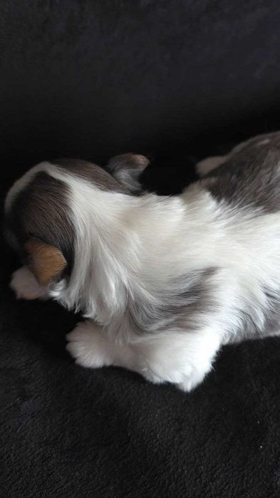 Бивер йоркширский терьер! Роскошные щенки!