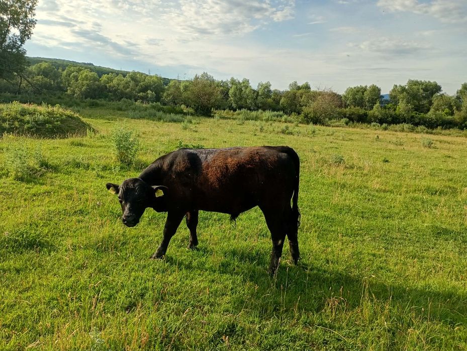 Vând 5 tauri și 10 vițele rasa Angus