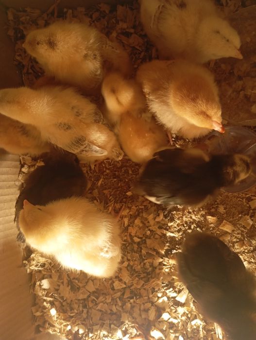 Шөже бар 1 апталық