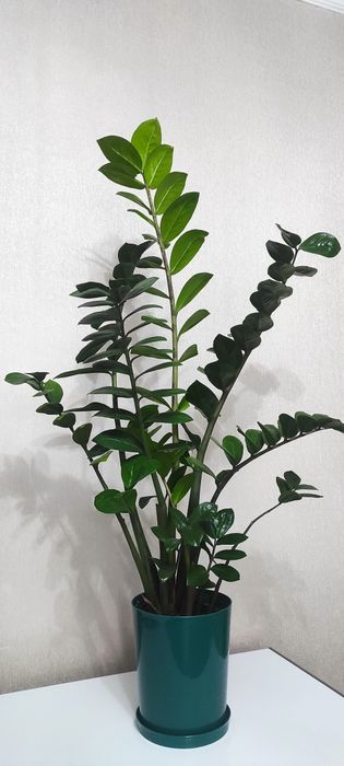 Замиакулькас /долларовое дерево/