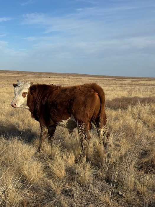 Подсостар сатылады