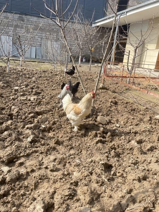 Damashniy ho’rozla sotiladi