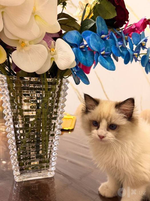 Ragdoll 3 oylik qimmatga sotib olganmiza 2 oylikda pasportlari bor pri