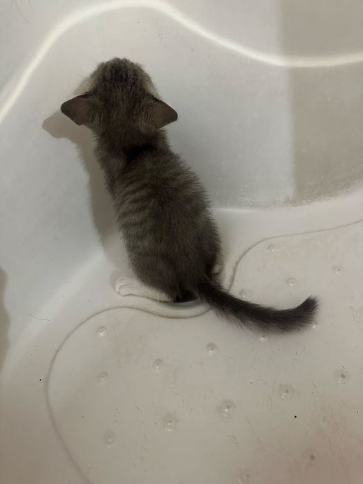 Отдам котенка в добрые руки