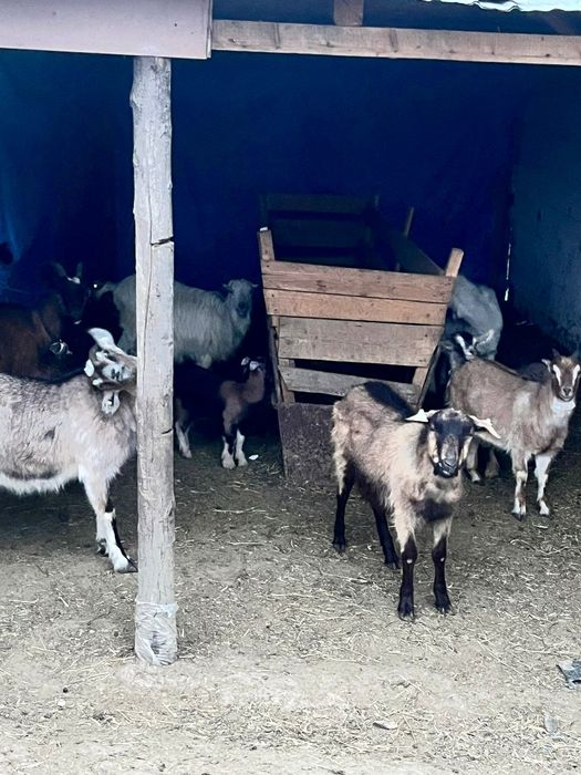 Vând 6 capre cu iezi