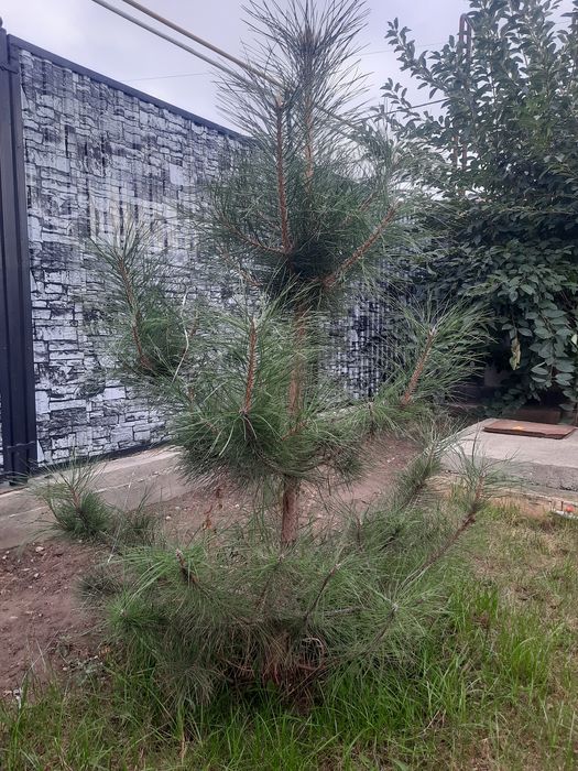 Сосна крымская, густой хвоя