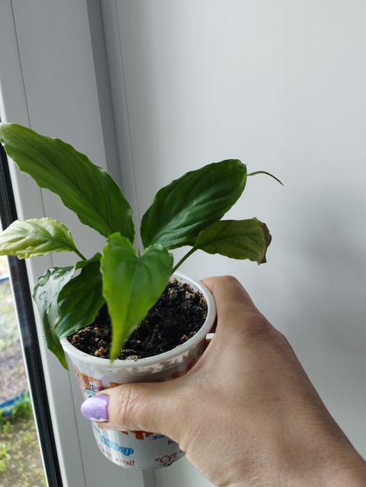 Продам спатифиллумы