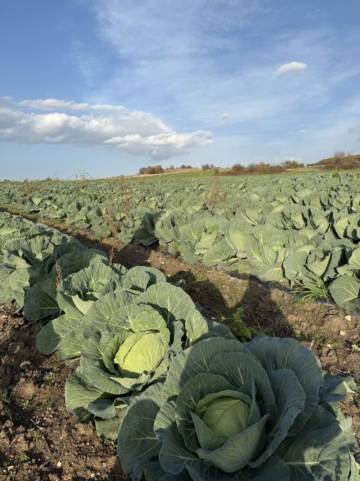 Зеле солт марлу