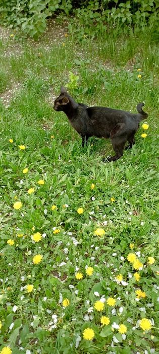 Котята от знаменитой Грэи