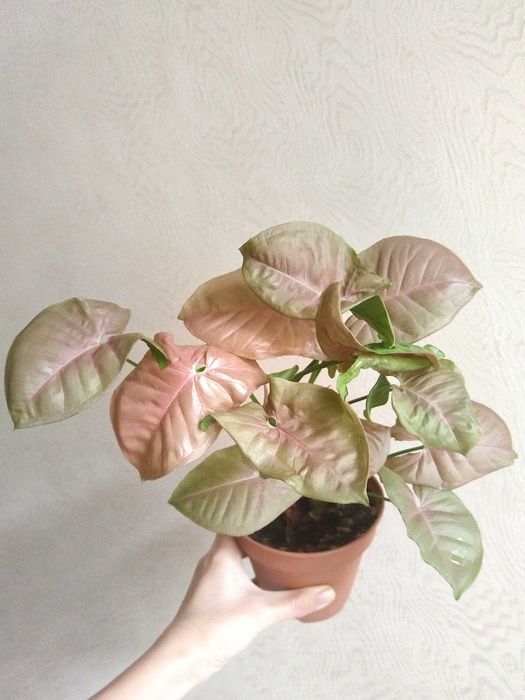 Комнатные растения