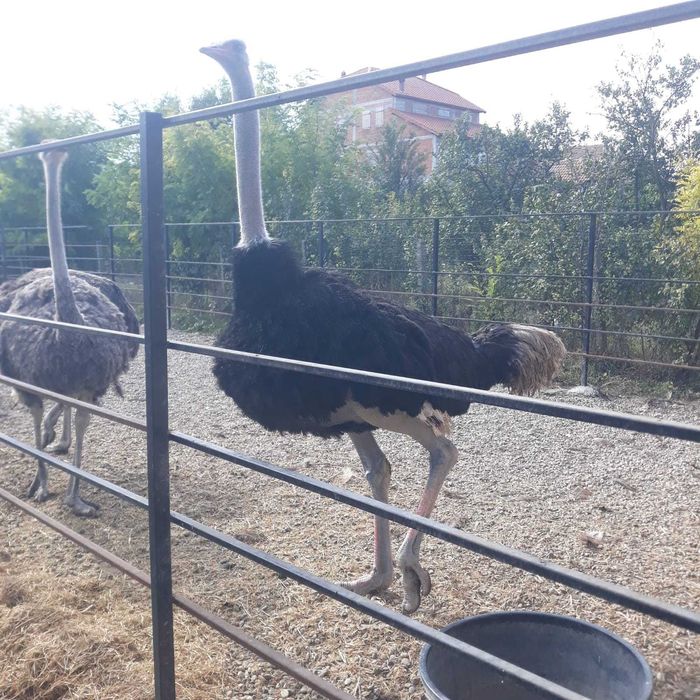 Vand  6 familii de struti  reproducatori