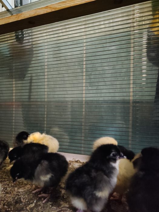 Домашние циплята