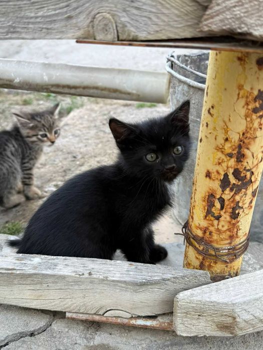 Отдам котят в доверенные руки