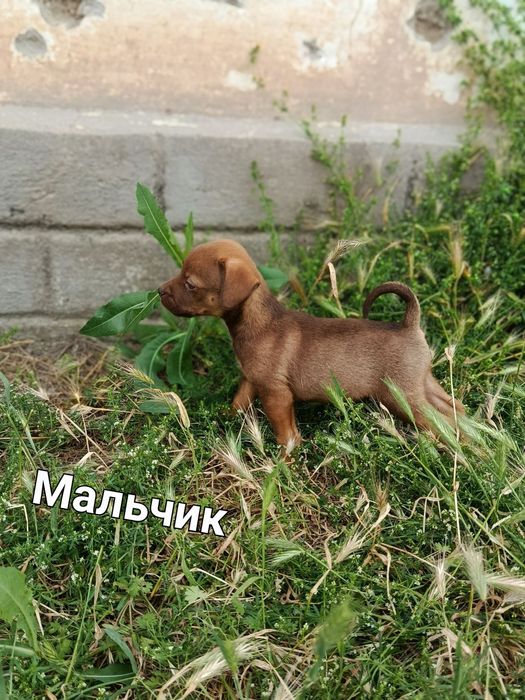 Щенки на пристройство
