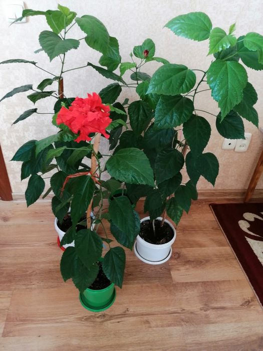 Китайская роза, гибискус