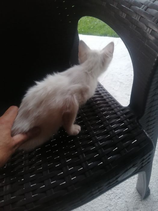 Бяло Коте на три месеца