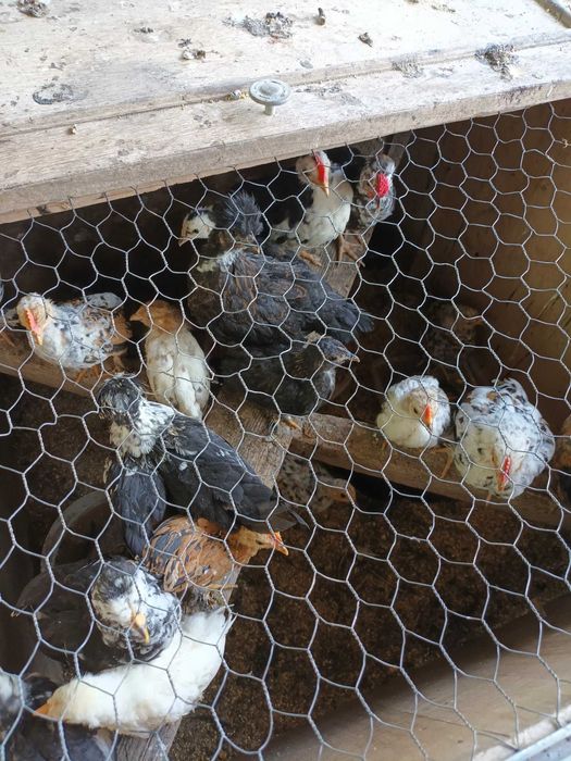 Vind pui gainuse pitice