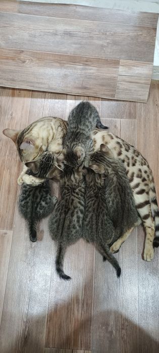 Котята  бенгалы продам