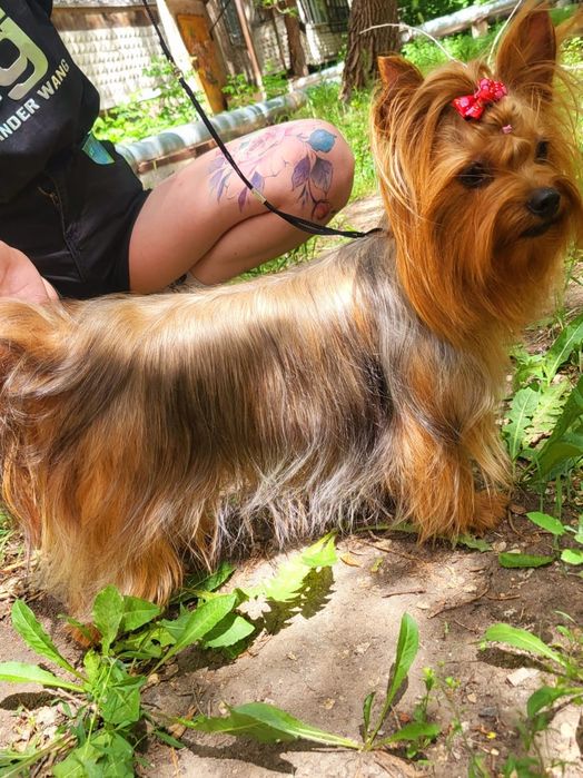 Йоркширский-Терьер