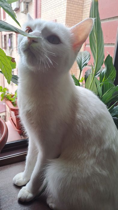 Кошка,Девочка,1,8месяц домашний