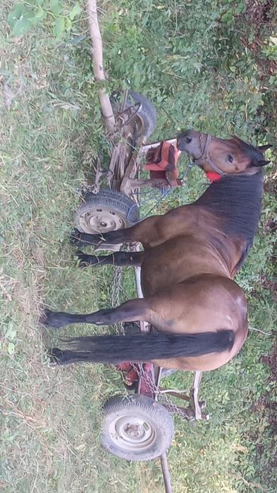 Cal de vânzare Prahova