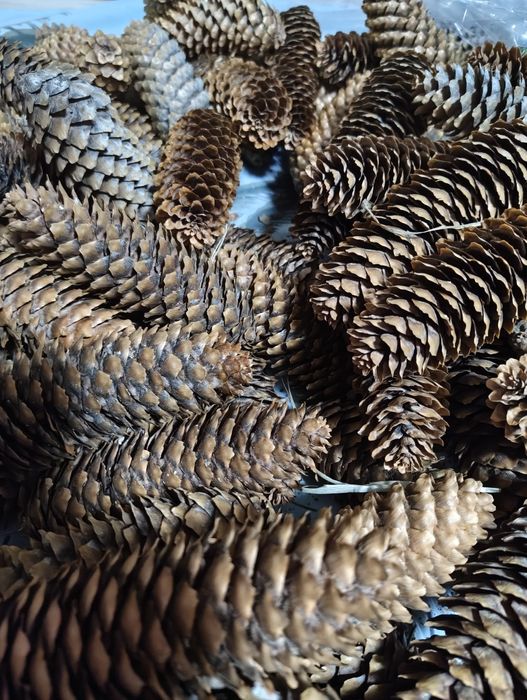 Еловые шишки для украшений