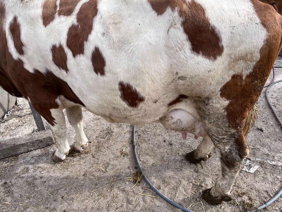 De vanzare vaca fátat de o luna