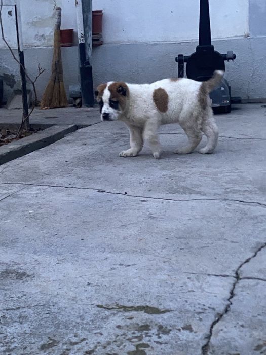 Alabay toza zot алабай 40 дней