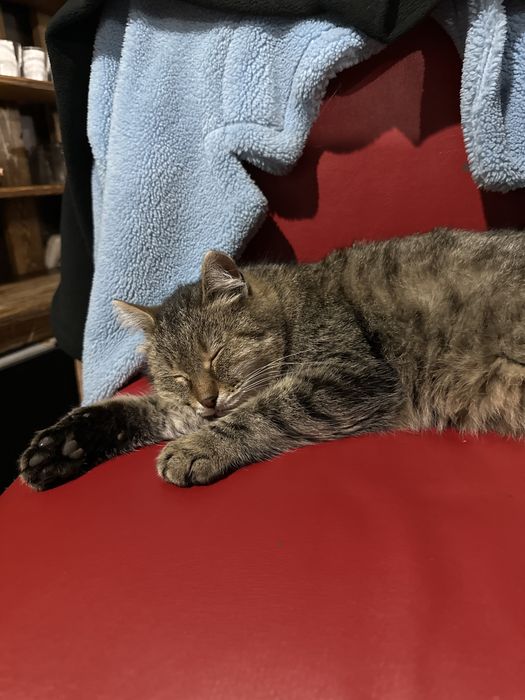 Отдам кота в добрые руки