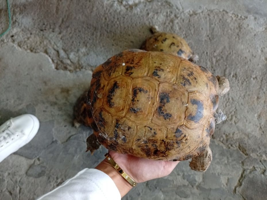 Toshbaqa sotiladi! (Продается черепашки!)