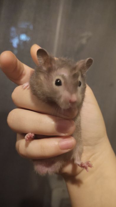 Hamster sirian de vanzare