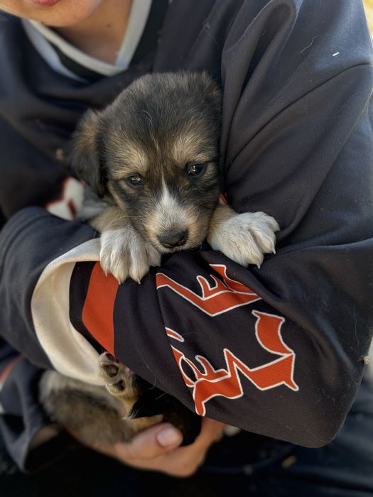 Отдадим щенят в добрые руки!