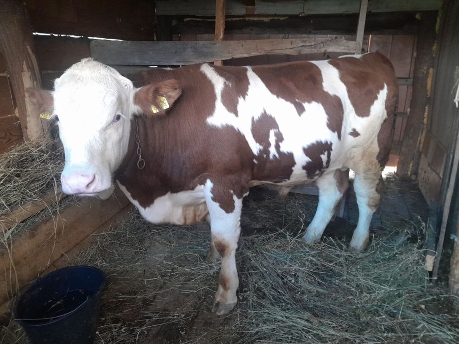 Vând tauras baltat românesc cu vârsta de10luni ideal pentru monta