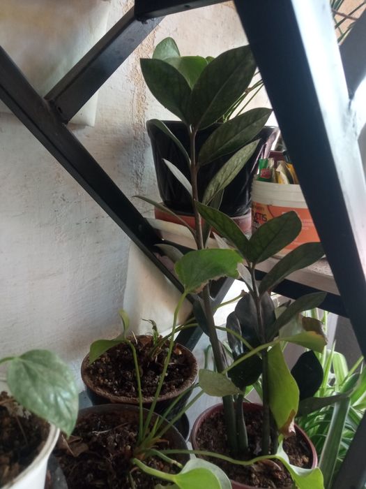 Хона гулларимни сотиб юбораман/Продаю комнатные цветы из дома