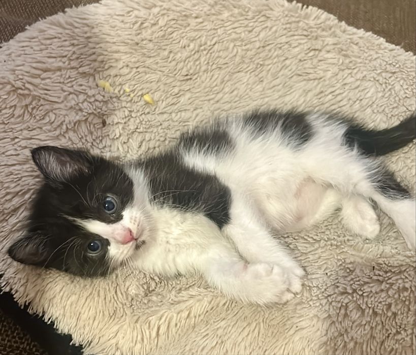 Котята 1,5 месяца