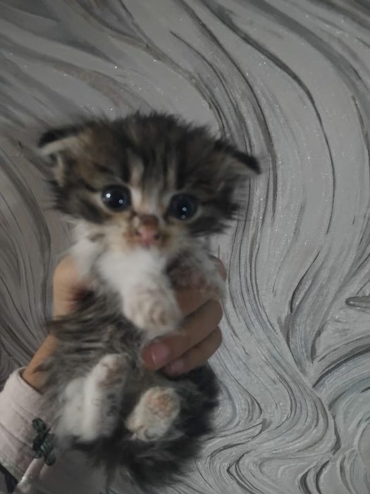Отдадим котят в добрые руки