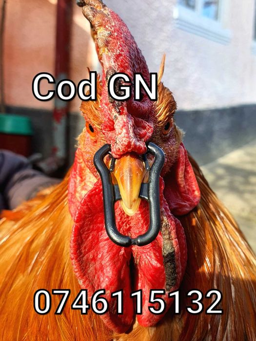 Gaini Fazani Cocosi Pauni-Alternativa Ochelari Impotriva Luptelor - GN