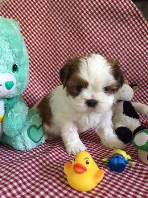 Shih Tzu mascul disponibil