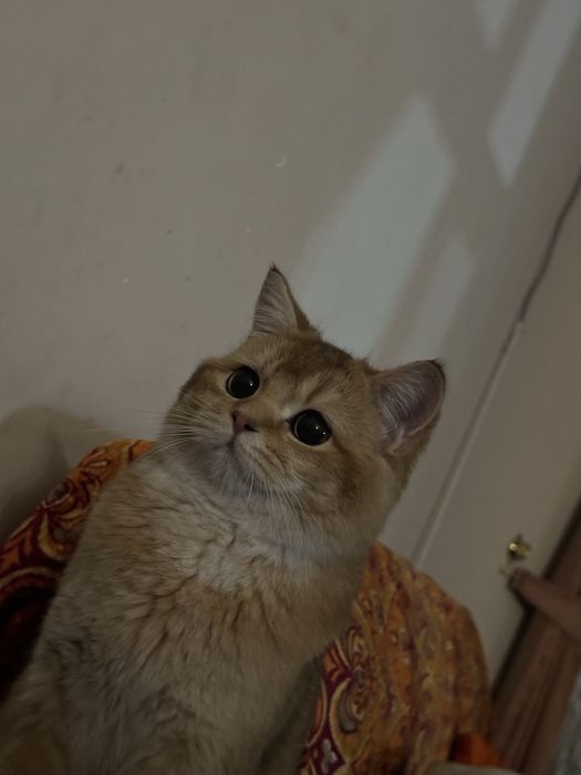 Viyazkaga go’zal mushuklarni taklif qilamiz !