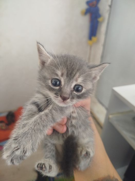 Отдам даром котенка