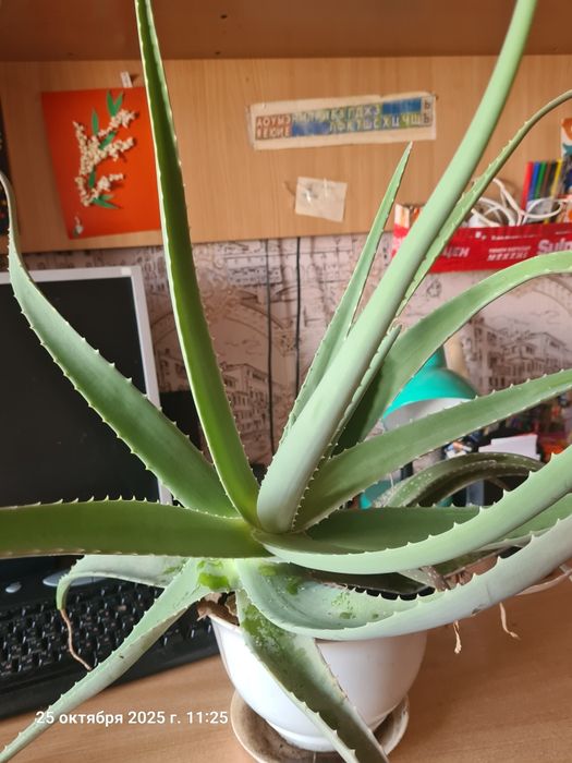 Алоэ вера продам