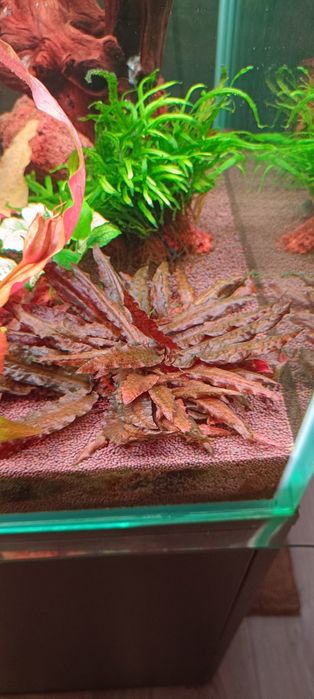 Продам аквариумные ростения