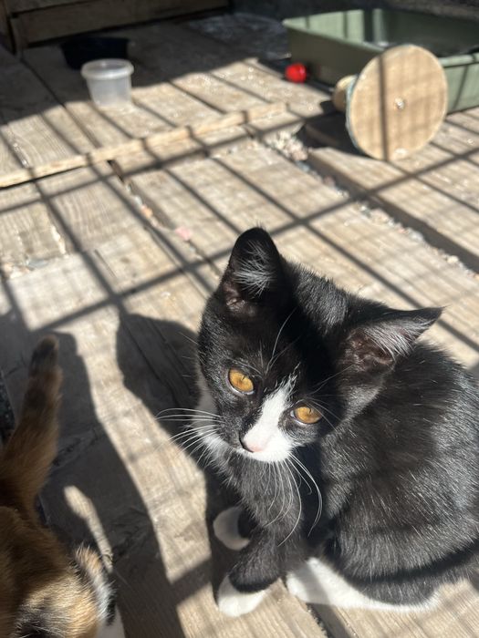 Отдам котят в хорошие руки.