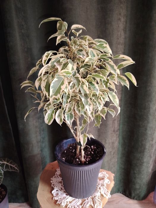 Фикус Дегантель, пересажен, осмокот.