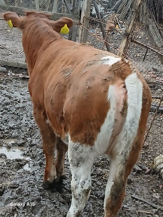 Viței mari de vânzare bucata 6500lei aproximativ 250  300 kilograme prețul  negociabil  din 4 doi se vând la ales